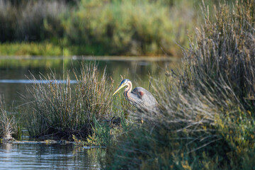 Purple Heron on the prowl, fishing among the reeds of the marsh