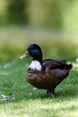 Naklejka na ściany i meble Duck on grass field in park
