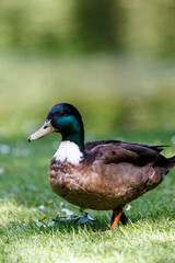Duck on grass field in park
