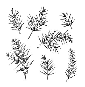 Juniper sketch  illustrations. Set of vector objects isolated on white background. Floral elements for design. Herbal plants shapes.