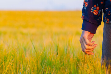 a woman stands in a field touching a wheat ear with her hand
