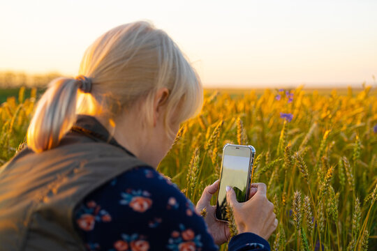 Ryazan, Russia - July 20, 2023: a girl photographs an ear of wheat in a field