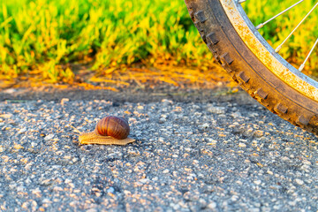 a snail with a shell crawls along the road.