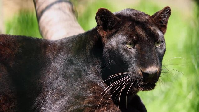 black panther (Panthera pardus) natural outdoor natural setting