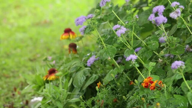 Video of summer rain in garden flower bed and green lawn. Garden flowers: rudbeckia, ageratum, marigolds and green foliage with raindrops. Weather forecast, precipitation concept. Natural background