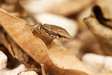 Lézard