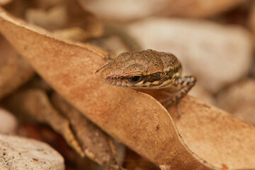 Lézard