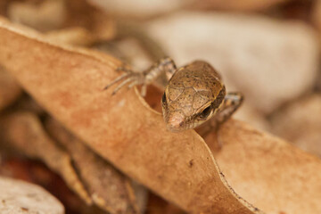 Lézard