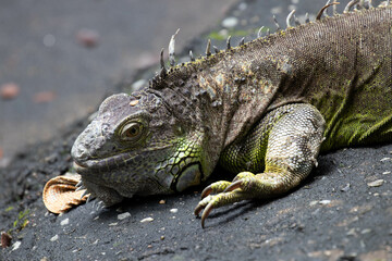 Close up colorful Green Iguana on the ground