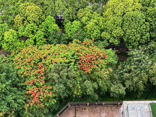 a top-down view of roadside tree canopies and a balcony in downtown shenzhen china