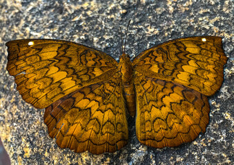 butterfly on a rock