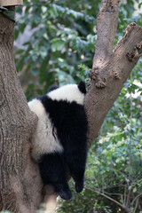 Close up Happy Panda in Chengdu Panda Base, china