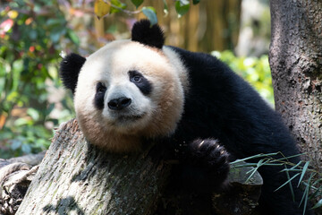 Obraz premium Close up fluffy Panda , Ao Liao aka Oreo , Panda Valley, China