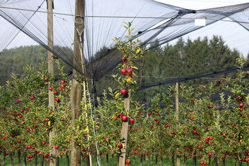 Red apples on standard trees, apple trees, plantation of apple trees