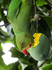 parrot eating mango upside down