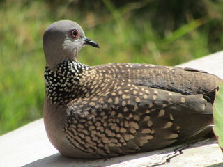 close up of a pigeon
