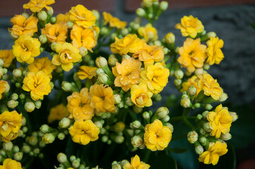 yellow kalanchoe flowers