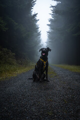 Portrait of black dog in the atmospheric road in the middle of woods. Totally autumn mood.