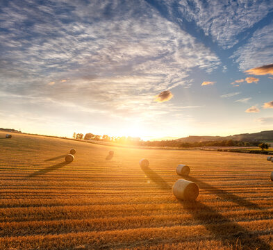 Hay bales in golden field with sunset summer harvest background