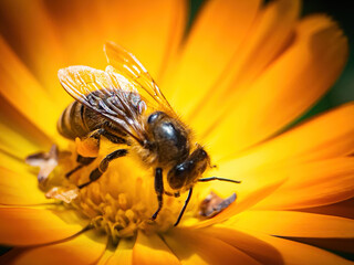 bee on flower collecting pollen