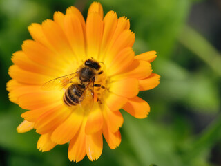 bee on flower collecting pollen