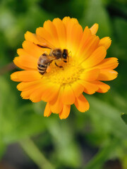 bee on flower collecting pollen