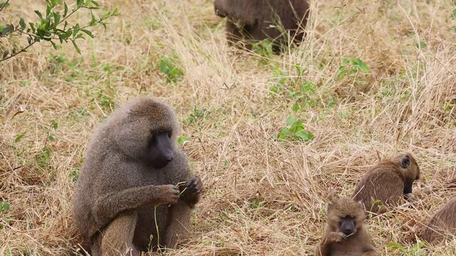 Olive Baboons in Tarangire National Park, Tanzania
