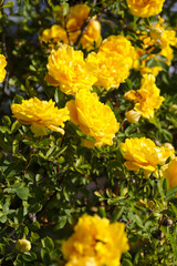yellow flowers in the garden