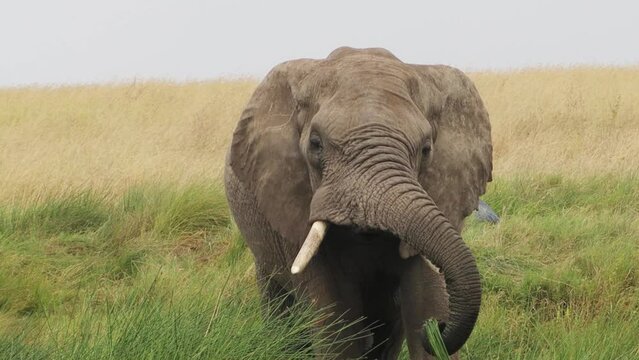 An Elephant in Serengeti National Park, Tanzania, Africa