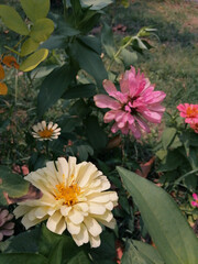 Zinnia Plant Cultivars Zinnia flowers are a long-time garden.