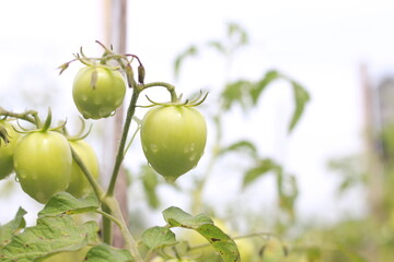 Beautiful green tomatoes on the farm for web design and decorative, Fresh and raw tomatoes on the...