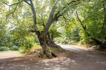 beautiful forest in the morning