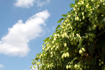 Hop flowers on branch against blue sky