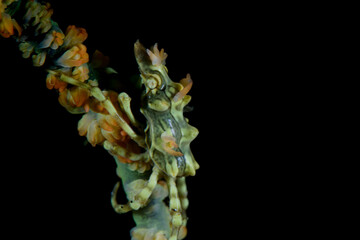 Neos crab on whip coral 