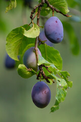 Śliwka węgierka gałąź | Purple plum branch