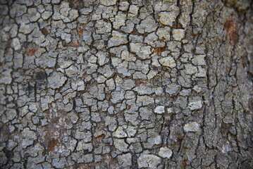 Bark of a tree.