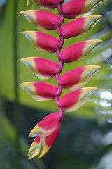 
Heliconia hirsuta is a species of flowering plant in the family Heliconiaceae. 