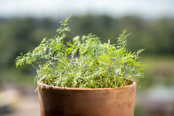 Organic herbs growing at home. Fresh green dill after water spraying, leaves with water drops, growing in clay pot on windowsill, terrace, balcony. Indoor gardening. Grow seedlings in apartment. 