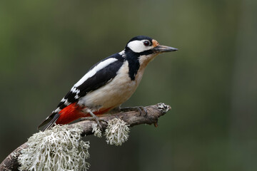 Female Great Spotted Woodpecker (Dendrocopos major)