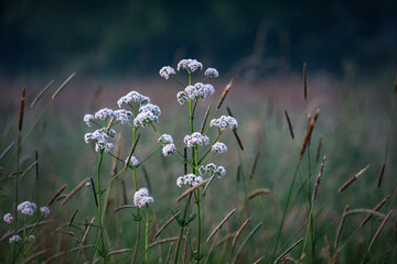 kwiaty na łące © Dariusz Grochal 