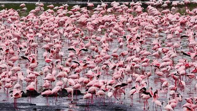 A large group of Flamingos in Arusha National Park, Tanzania, Africa