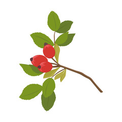 Red rose hip branch isolated on white background. Vector plant illustration. 