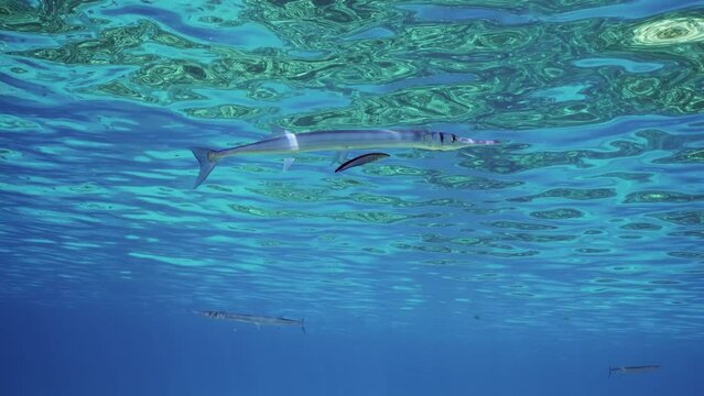 Close-up of Sea Needle or Garfish swim under surface of blue water, cleaner fish clean it from parasites at cleaning station in sunrays, slow motion