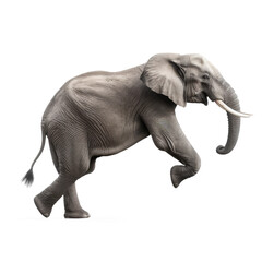 elephant playing isolated on white