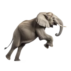 Foto op Plexiglas elephant playing isolated on white © Tidarat