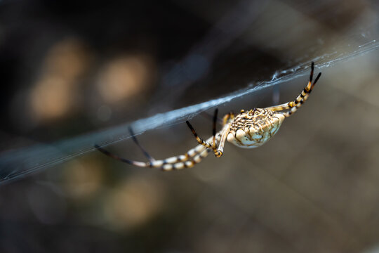 Extreme close up of a spider Argiope lobata (Lobed Argiope) in its web in the nature