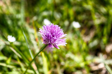 Chive Flower