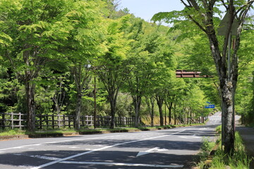 初夏の街路樹