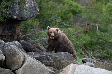 Obraz premium Neugieriger Grizzlybär in den Uferfelsen der Küste, Alaska