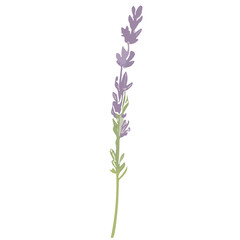 Charming Lavender Vector Illustrations: Cute and Versatile Lavender Flower Graphics in High-Resolution for Crafts, Decor, and Creative Projects - Instant Download, Perfect for Various Applications